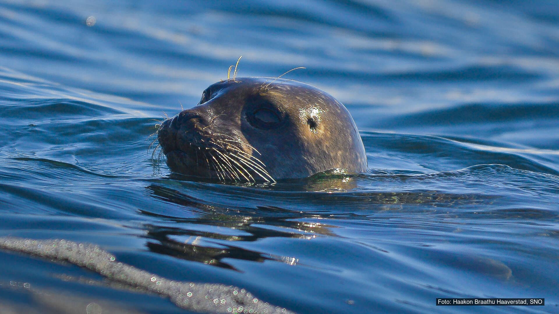 Steinkobbe som stikker hodet opp av havoverflaten i rolig sjø.