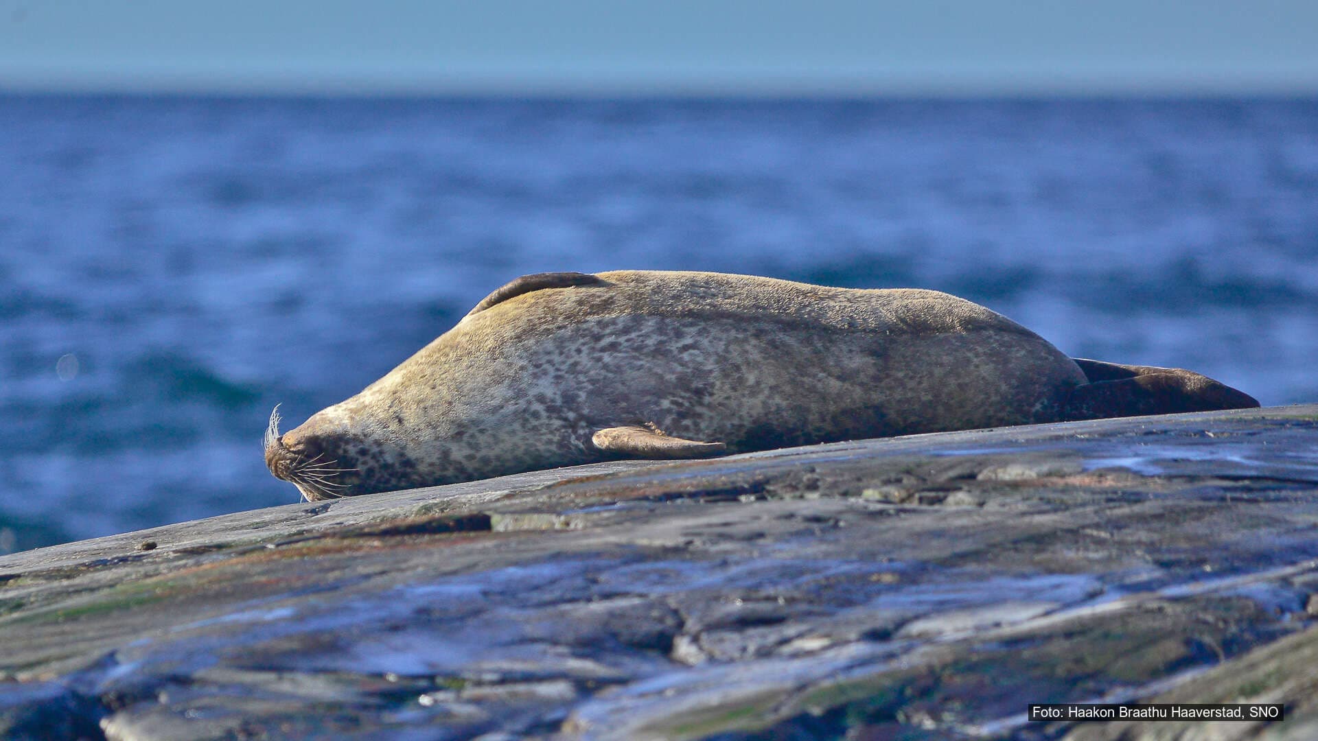 Steinkobbe, nise og andre sjøpattedyr