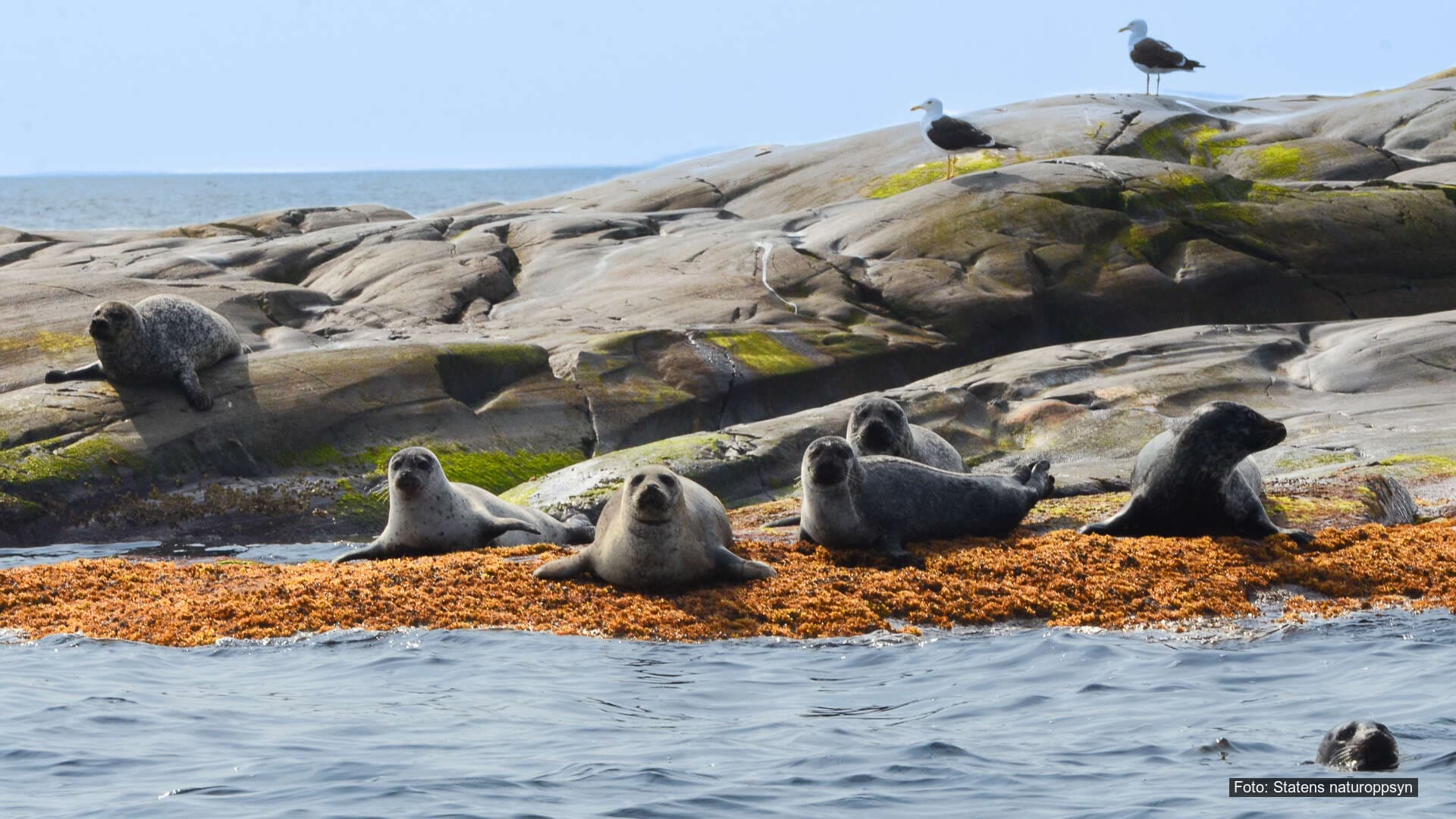 Flere seler ligger og hviler på et skjær dekket av tang, med måker på svaberget bak og havet i forgrunnen.