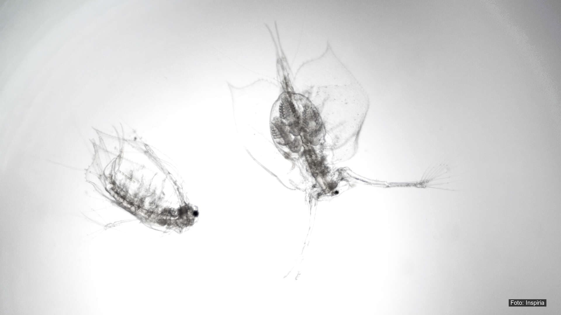 Dyreplankton i nedgang