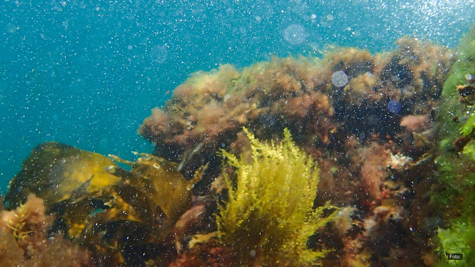 Hvordan vurderes økologisk tilstand?