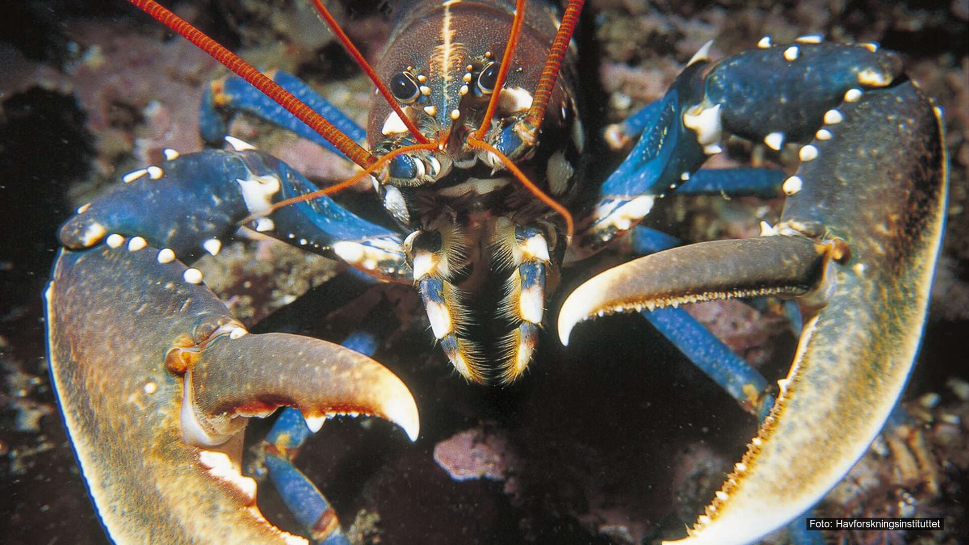 T22-Etablere fredningsområde for hummer