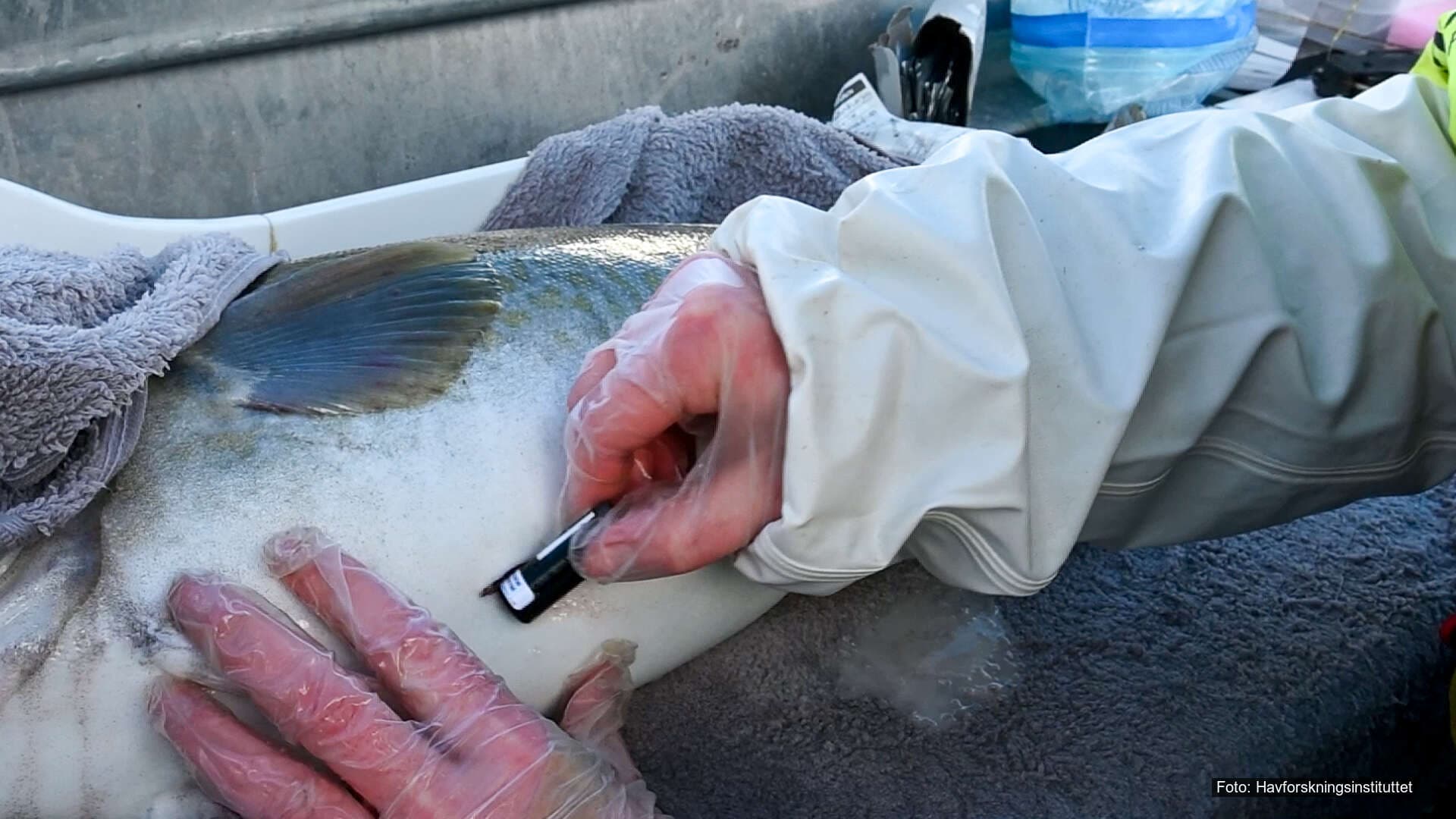 Torskebestanden historisk lav