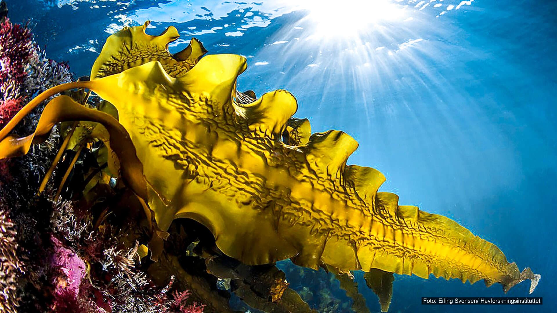 Sukkertareskogen – havets grønne lunger