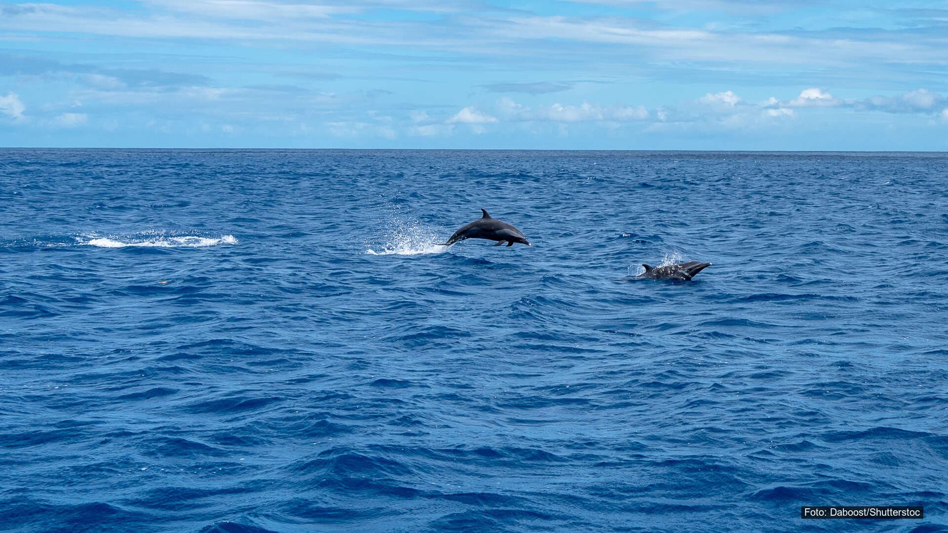 To delfiner svømmer og hopper i åpent hav med blå himmel i bakgrunnen.