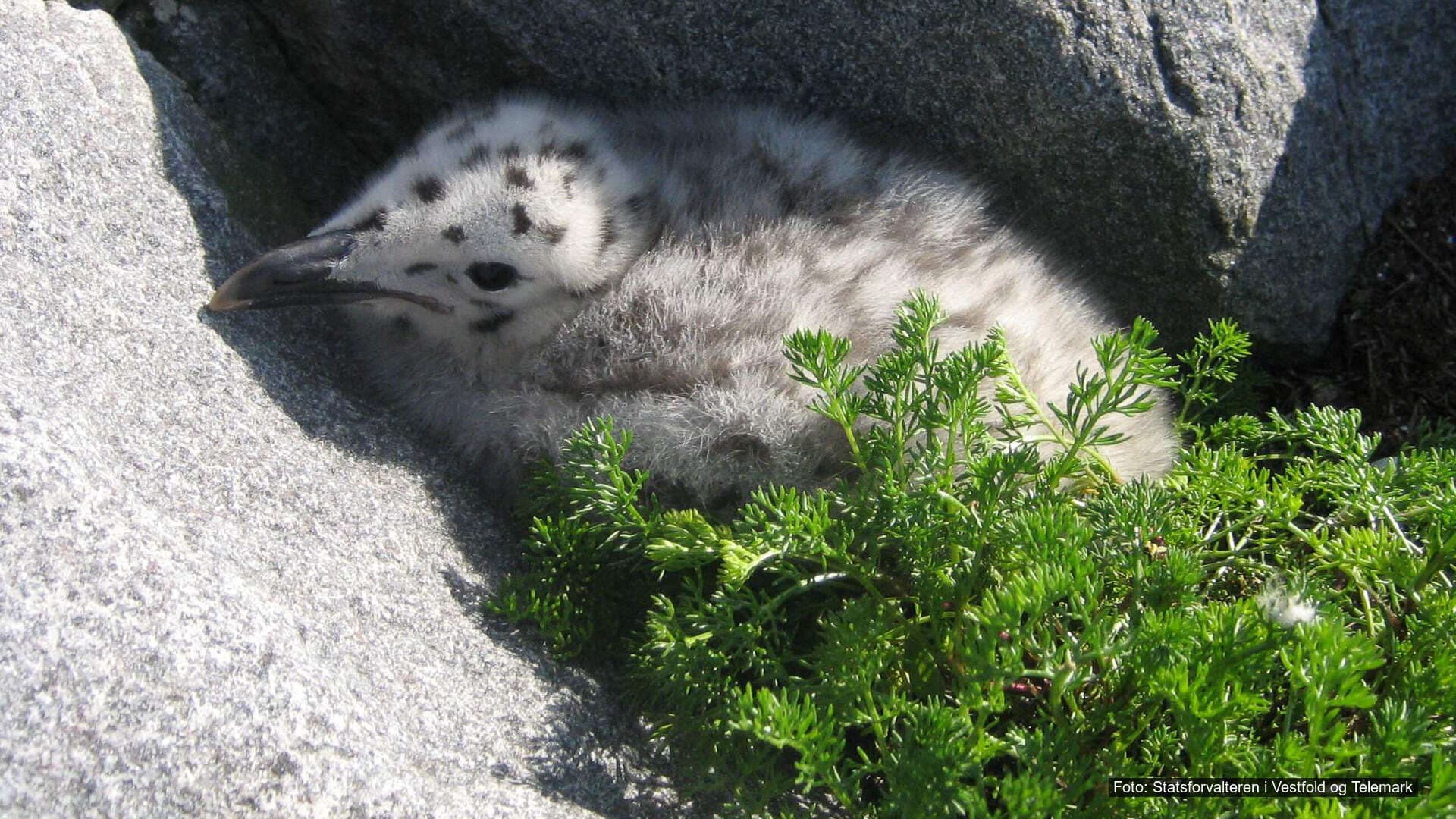 T28-Gjennomgå ferdselsreguleringer i sjøfuglreservater