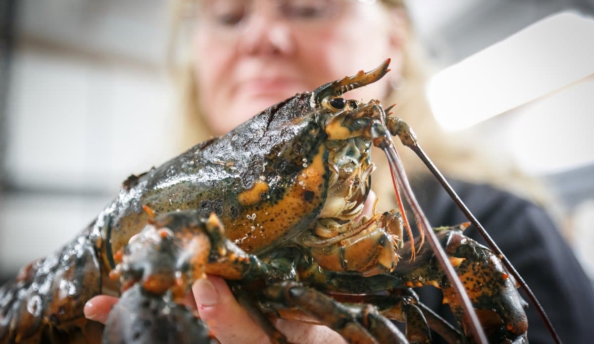 T27-Øke informasjonen om amerikansk hummer