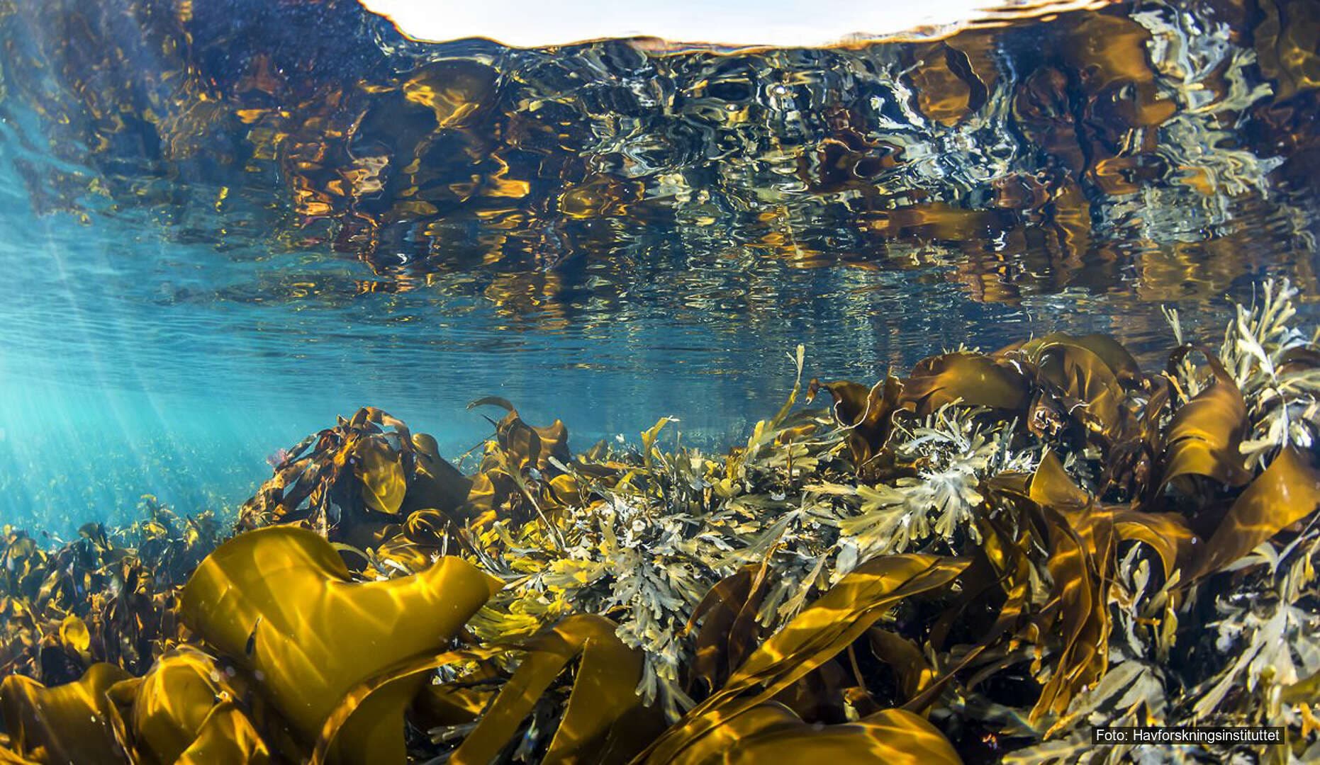 Økosystemstatus Økosystemstatus