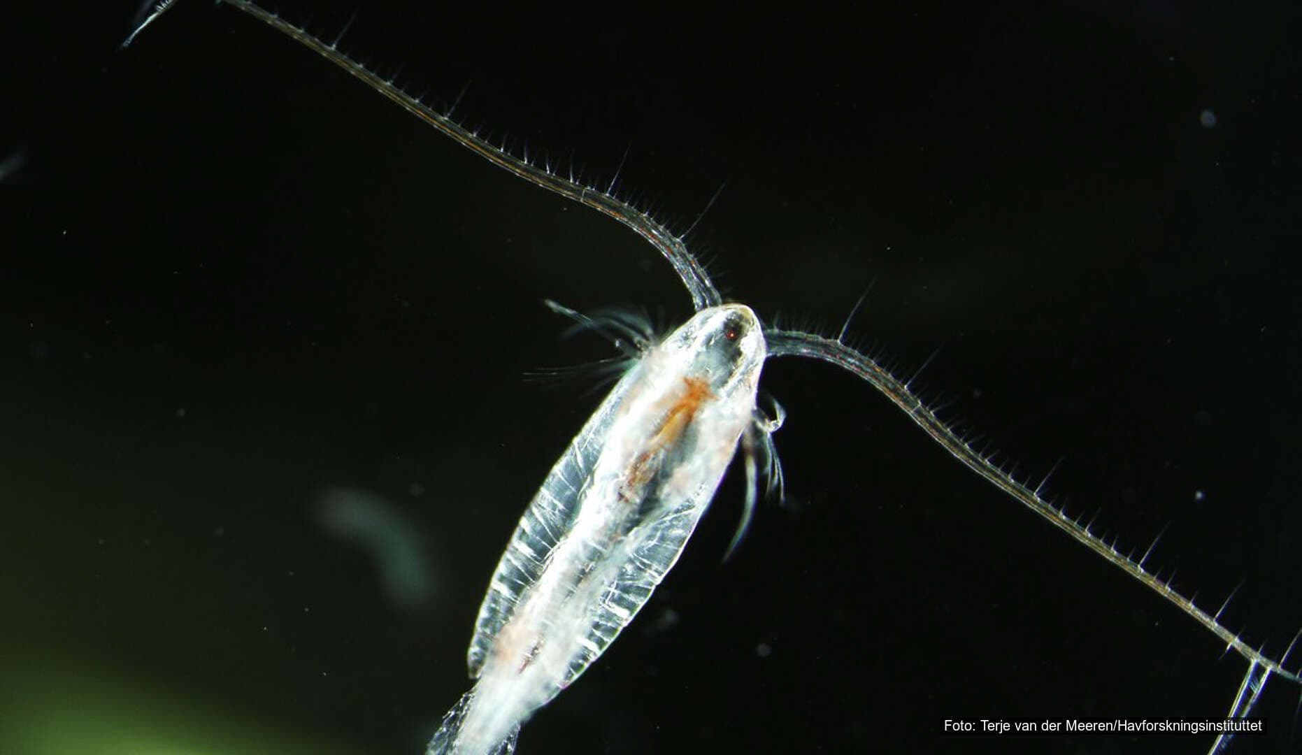 Raudåte Raudåte (Calanus finmarchicus) fotografert i mikroskop, med lang antenne synlig mot mørk bakgrunn.