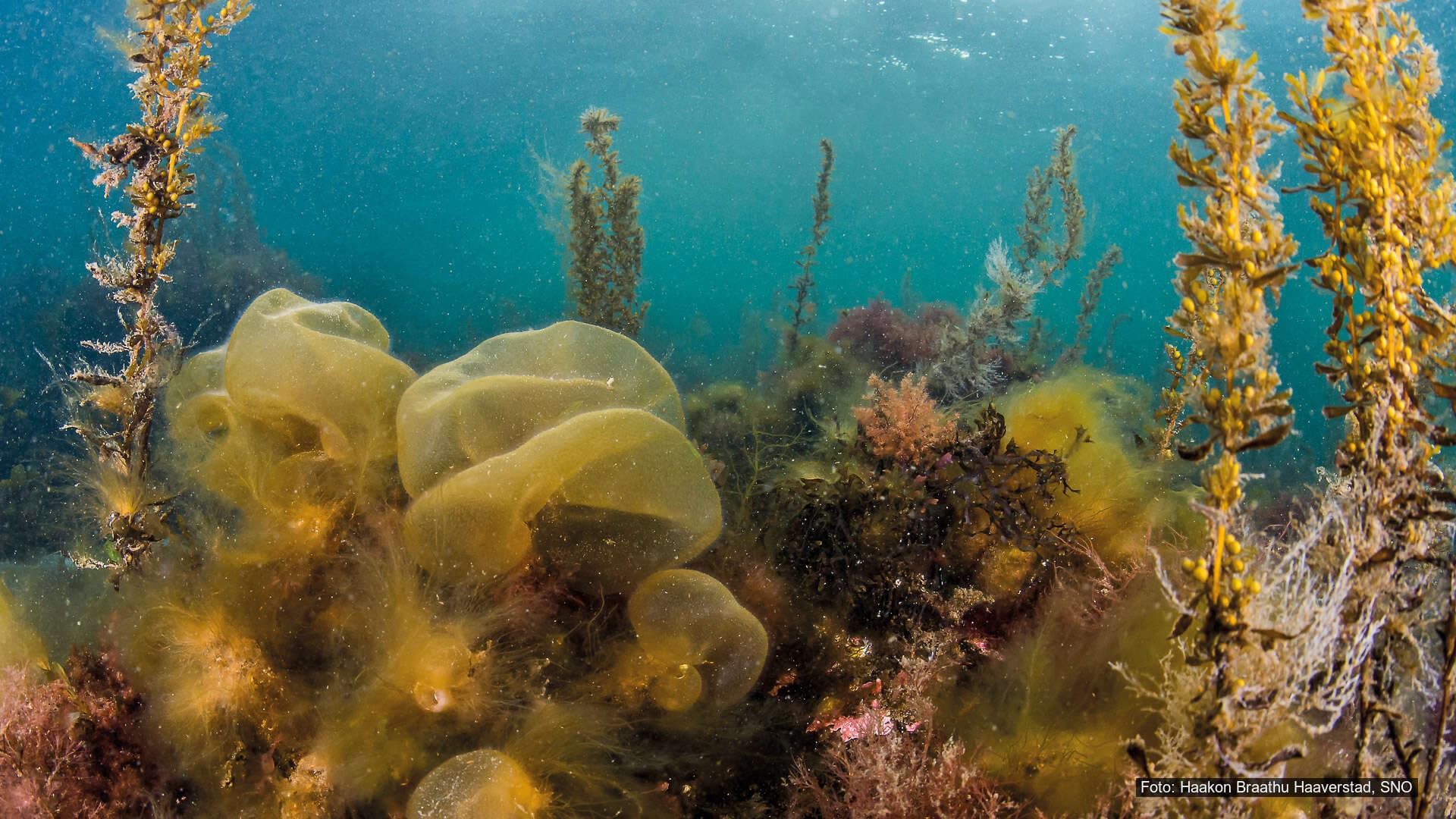 Innsatsområde 4 – Ivareta sårbare arter, naturtyper og kulturminner Innsatsområde 4 – Ivareta sårbare arter, naturtyper og kulturminner