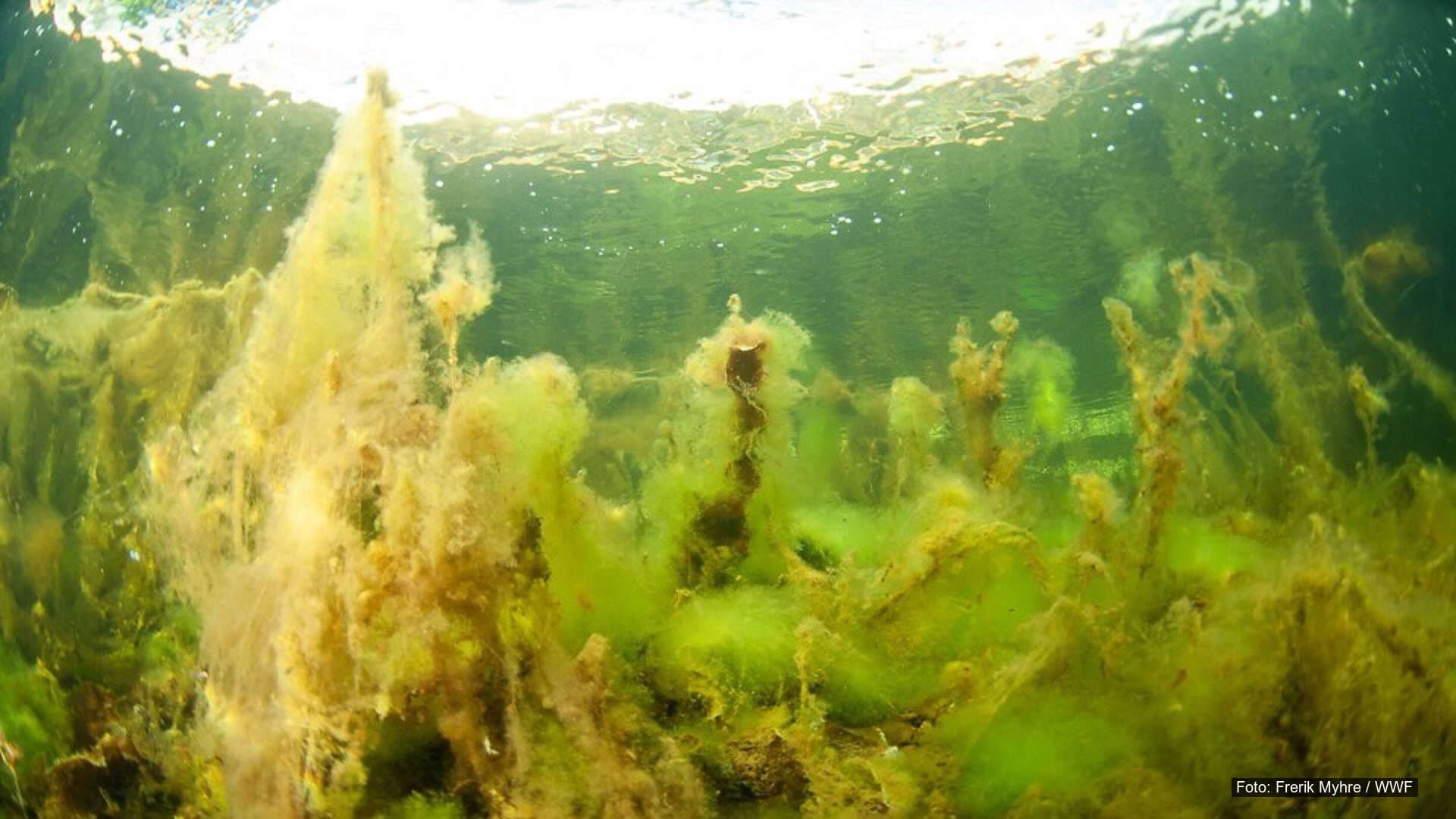 Næringssalter_største_problemet_1