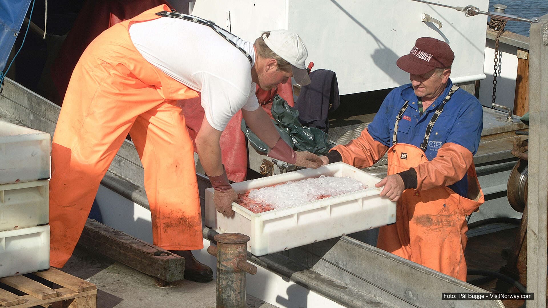 Reker tas på land i Utgårdkilen, Hvaler.