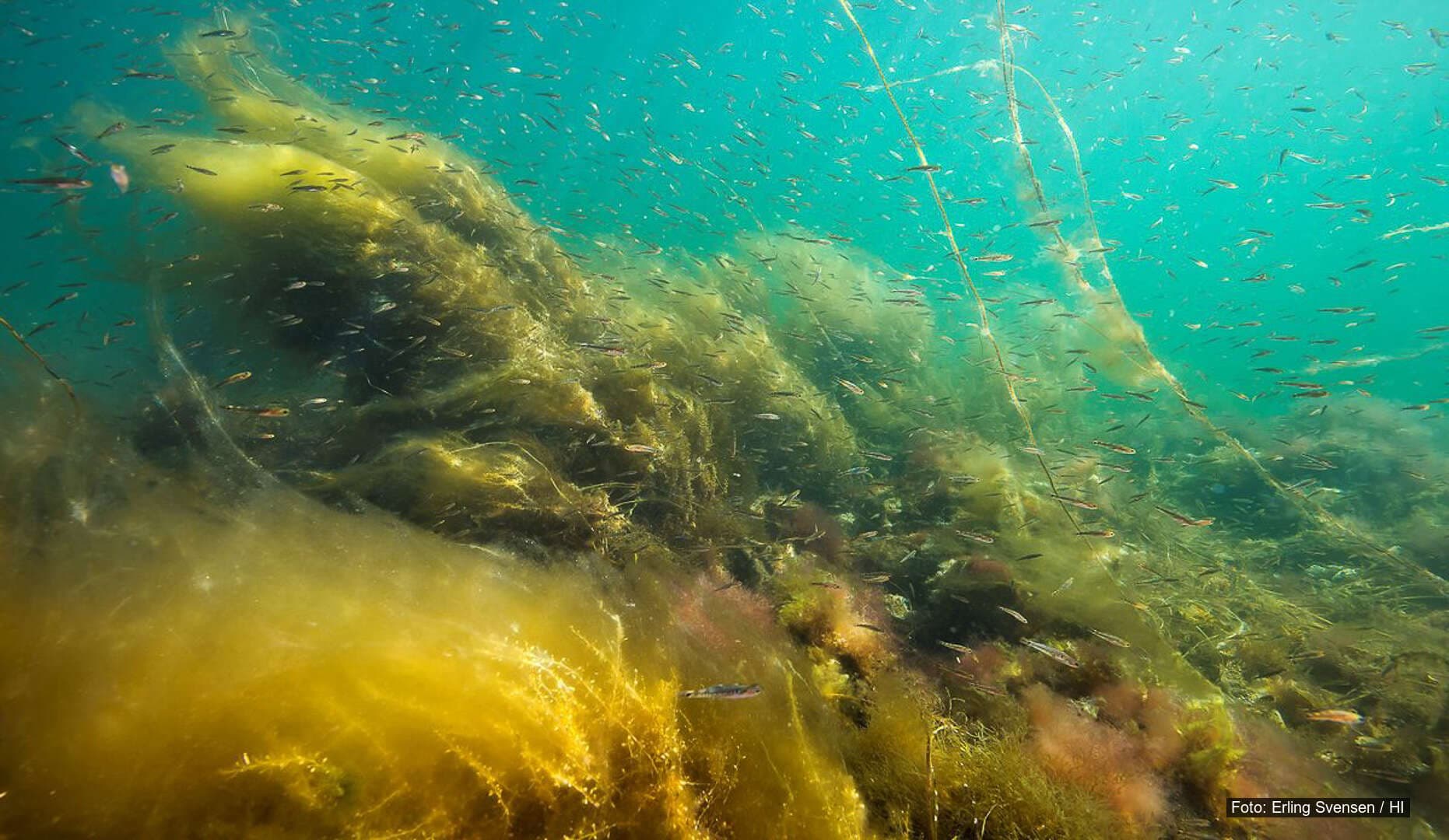 Naturtyper (og lurv) Naturtyper (og lurv)