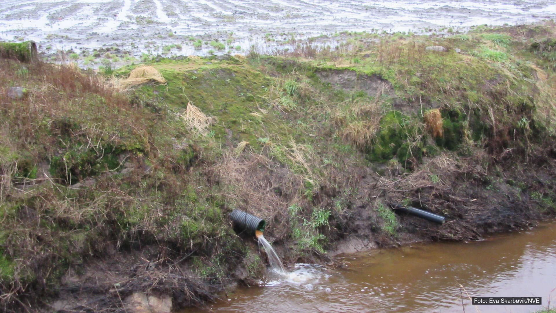 Avrenning til vassdrag uten kantvegetasjon Avrenning fra jordbruksareal renner direkte ut i bekk gjennom dreneringsrør uten kantvegetasjon.