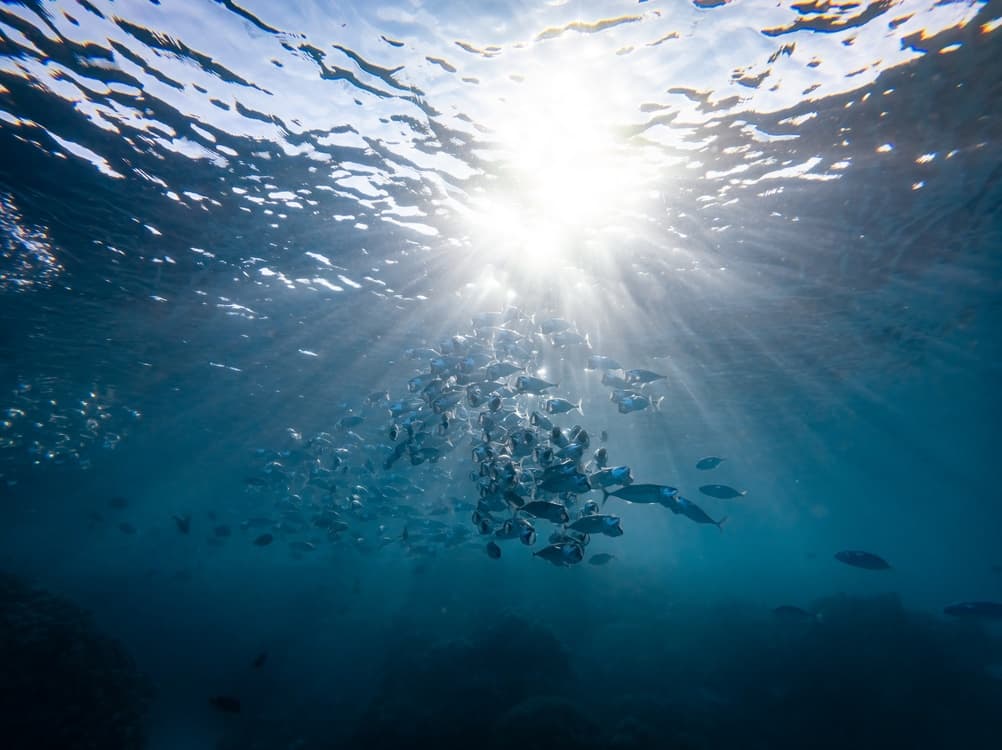 Fiskarter som vandrer mellom elv og sjø Fiskarter som vandrer mellom elv og sjø