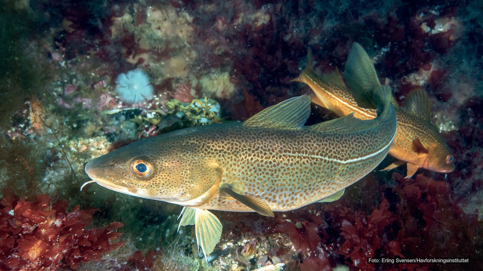 torsk Erling Svensen HI