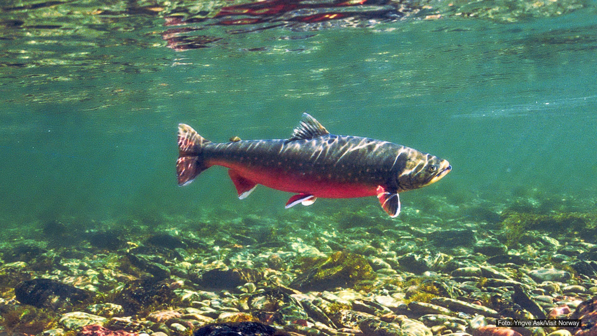 T33-Kartlegge gytebekker for sjøørett T33-Kartlegge gytebekker for sjøørett